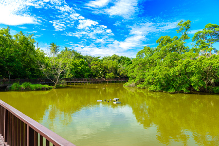 The abundance of trees, blue skies and ponds at Sri Nakhon Khuean Khan Park and Botanical Garden. Bang krachao, Phra Pradaeng, Samut Prakan, Thailandの写真素材