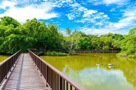 Wooden bridge walkway in Sri Nakhon Khuean Khan Park and Botanical Garden. Bang krachao, Phra Pradaeng, Samut Prakan, Thailandの写真素材