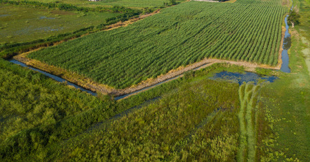 Aerial view or top view of Sugarcane or agriculture in rural Ban Pong, Ratchaburi, Thailandの写真素材