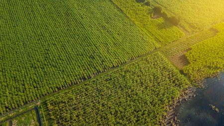 Aerial view or top view of Sugarcane or agriculture in rural Ban Pong, Ratchaburi, Thailandの写真素材