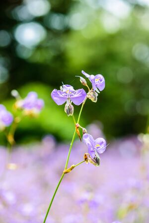Crested serpent flower field in the garden. Closeup shotの写真素材