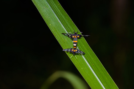 Insect breeding on the green leaf in nature