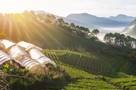 sea of mist morning sunrise in strawberry farm array layer on hill at doi angkhang mountain, chiangmai, thailandの写真素材