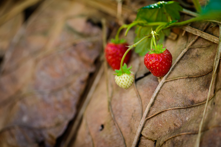 Closeup Rows of cultivation strawberries in a strawberry farm at doi angkhang mountain, chiangmai, thailandの写真素材