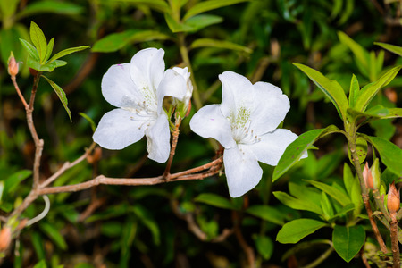 White Azalea Flowers in the gardenの写真素材