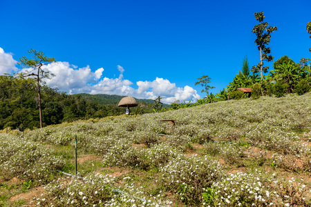 Chrysanthemum cultivation to produce water with chrysanthemum tea at Aomlong,  Samoeng , Chiang Mai, Thailand.の写真素材