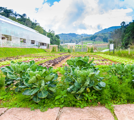 Vegetable garden Herbs, and vegetables in backyard formal garden. Eco friendly gardening
