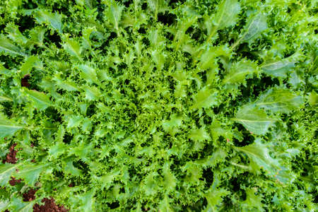 Top view of Frillice Iceberg Plant organic salad vegetables.の写真素材