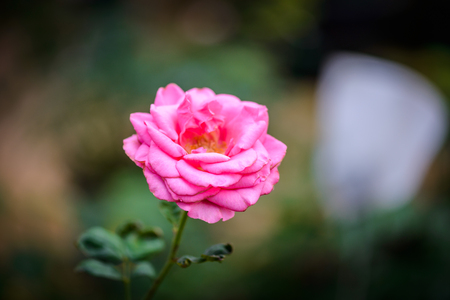 Closeup rose with buds in a romantic flower garden. Rose garden nursery with a plant sampleの写真素材