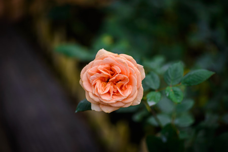 Closeup rose with buds in a romantic flower garden. Rose garden nursery with a plant sample