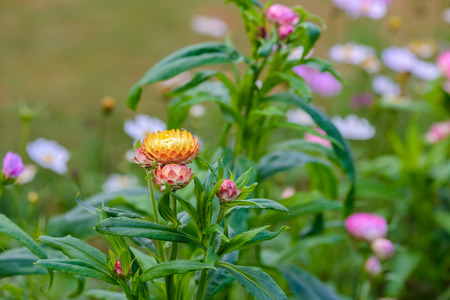 Rhodanthe chlorocephala rosea, helipterum roseum, everlasting Daisy, paper daisy, acroclinium roseum in bloomの写真素材
