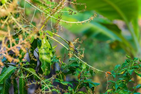Brown-throated Sunbird or Plain-throated Sunbird, Olive backed sunbird (Yellow bellied sunbird) on a tree branch in natureの写真素材