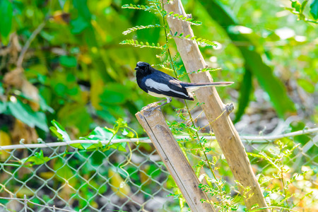 Asia magpie, Asian magpie, Common magpie (Pica pica) bird perching on a branch in nature