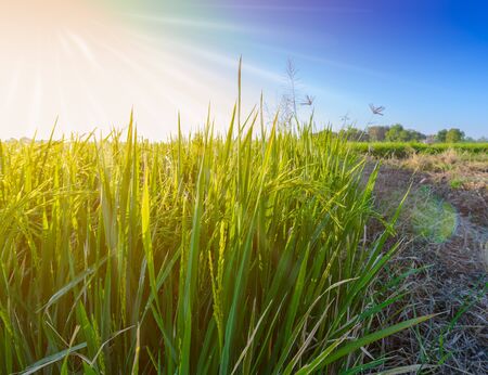 closeup Rice field is Plentiful in harvest time at thailandの写真素材