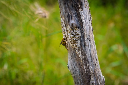 Bumble bee catch on a stump dry in natureの写真素材