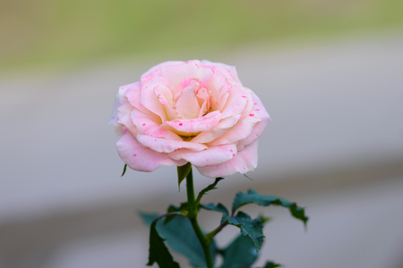 Closeup rose with buds in a romantic flower garden. Rose garden nursery with a plant sampleの写真素材