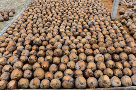 Group of Coconut Perfume is cutting head Arrange, Sort orderly preparations for such varieties for planting coconut trees, Layered bottom with coconut shell's hair, in the nursery farmの写真素材