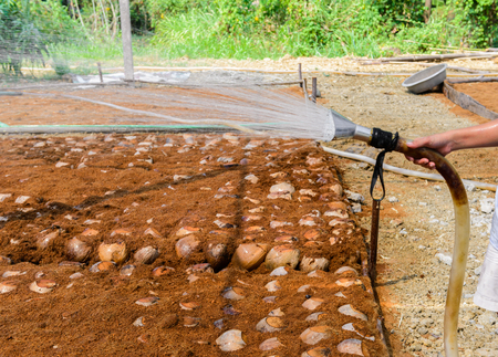 Gardeners are watering in coconut Perfume plantations for Breeds Layered bottom, top with coconut shell's hair, in the nursery farmの写真素材
