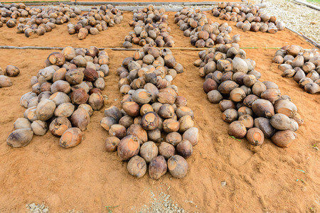 Group of Coconut Perfume , Coconut Pile together as a group, preparations for such varieties for planting coconut trees, Layered bottom with coconut shell's hair, in the nursery farmの写真素材