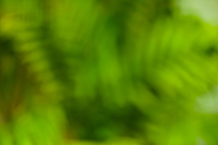 Green blurred background Green bokeh nature abstract background and sunlightの写真素材