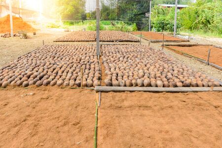 Group of Coconut Perfume is cutting head Arrange, Sort orderly preparations for such varieties for planting coconut trees, Layered bottom with coconut shell's hair, in the nursery farmの写真素材