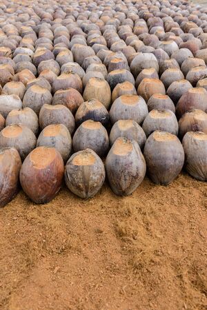 Group of Coconut Perfume is cutting head Arrange, Sort orderly preparations for such varieties for planting coconut trees, Layered bottom with coconut shell's hair, in the nursery farmの写真素材