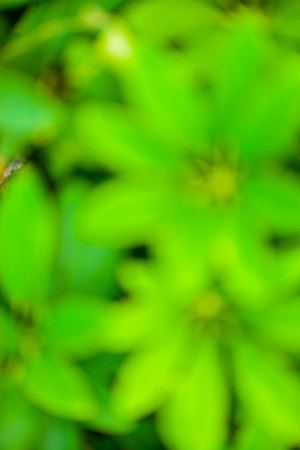 Green blurred background Green bokeh nature abstract background and sunlightの写真素材