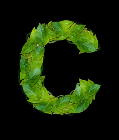 Alphabet letters from leaves âCâ isolate on black backgroundの写真素材