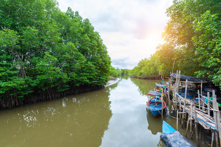 Forest of Mangroves in Tung Prong Thong or Golden Mangrove Field at Estuary Pra Sae, Rayong, Thailandの写真素材