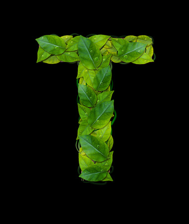 Alphabet letters from leaves âTâ isolate on black backgroundの写真素材