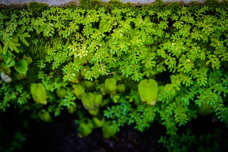 Exotic tropical ferns with shallow depth of field. green nature backgroundの写真素材