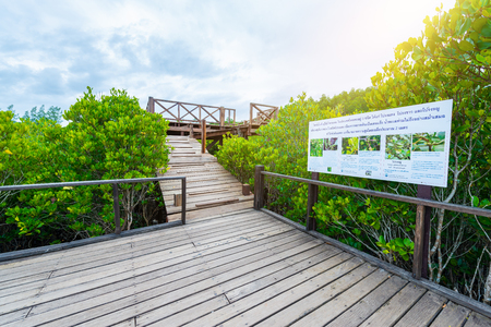 Viewpoint of Mangroves in Tung Prong Thong or Golden Mangrove Field at Estuary Pra Sae, Rayong, Thailandの写真素材