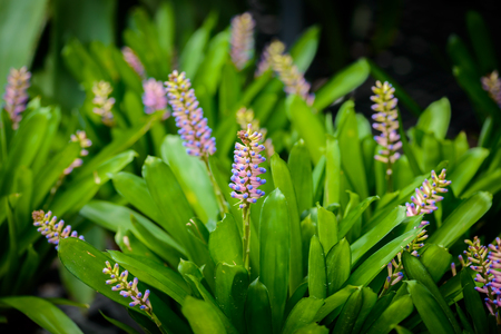 Flower of Aechmea Gamosepala, Bromeliad in the garden and the flower nick name is head of matches flowerの写真素材