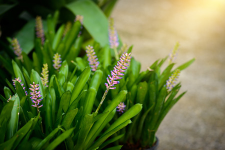 Flower of Aechmea Gamosepala, Bromeliad in the garden and the flower nick name is head of matches flowerの写真素材