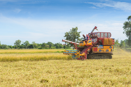 Combine harvester Working on rice field. Harvesting is the process of gathering a ripe crop from the fields in thailandの写真素材