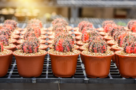 beautiful little cactus in Plant nurseryの写真素材