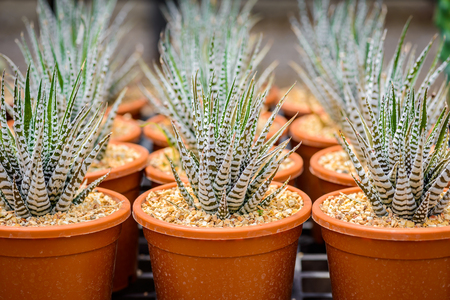 beautiful little cactus in Plant nurseryの写真素材