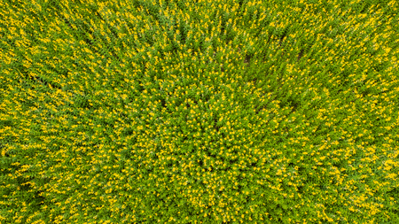 Farm Sunhemp flowers. Beautiful yellow flowers field and blue sky in sunny day. aerial viewの写真素材