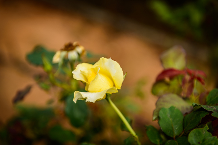 Yellow Rose flower in gardenの写真素材