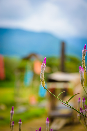 Celosia argentea Purple and white flower, Beautiful pink celosia flowers blooming in the gerden. Texture of Cockscomb (Celosia Argentea Linn) for Backgroundの写真素材