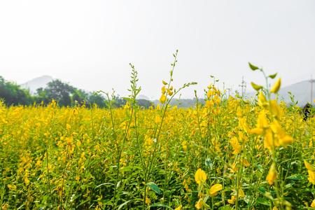 landscape view of yellow Sunn Hemp (Crotalaria juncea, Leguminosae) field, Madras hemp or Chanvre indien, it is grown to improve the soil and as source of fodder in Thailandの写真素材