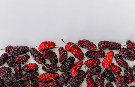 background group of organic mulberry fruit, Black ripe and Red unripe half of frame on white backgroundの写真素材