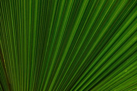Close up of leaves texture or background Abstract green line background, Details of big green leafの写真素材