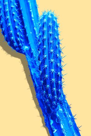 isolated Cactus Fashion. Art Design Minimal Stillife. Vanilla Trendy Orange Pastel Color background. Sweet Summer Style. Neon cactus tone. Creative fashionableの写真素材