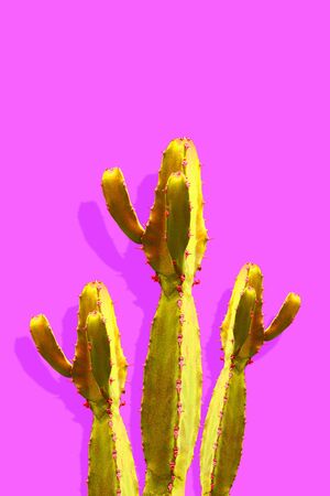 isolated Cactus Fashion. Art Design Minimal Stillife. Vanilla Trendy Purple Blue Color background. Sweet Summer Style. Yellow cactus tone. Creative fashionableの写真素材