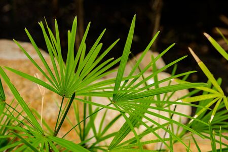 Nature green leaf of lady palm (Rhapis exclesa plamae ) in garden,close up (trachycarpus fortunei) leaves. natural green leaf in gardenの写真素材