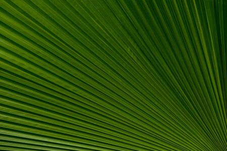 Close up of leaves texture or background Abstract green line background, Details of big green leafの写真素材