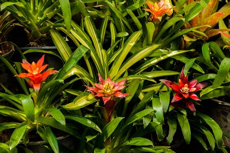 Bromelia (family: Bromeliaceae, subfamily: Bromelioideae) closeup blooming flower plantの写真素材
