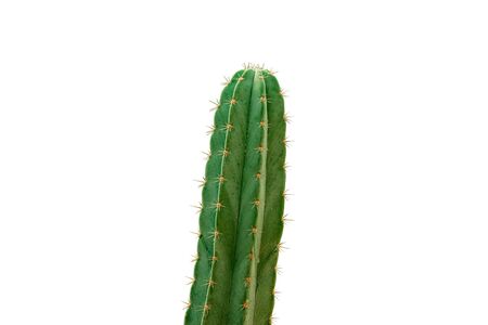 cactus Isolated on white background with clipping pathの写真素材