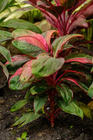 Fresh Caladium is queen of the leaves aglaonema plant in nature gardenの写真素材